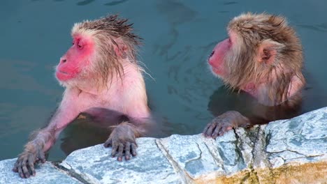 Affen-Onsen,-Video-Aufgenommen-In-Hakodate-–-Februar-2019,-Nahaufnahme-Von-Zwei-Affen,-Die-Eine-Gute-Zeit-In-Der-Heißen-Quelle-Haben,-Putzen,-Kratzen,-Schöne-Zeit