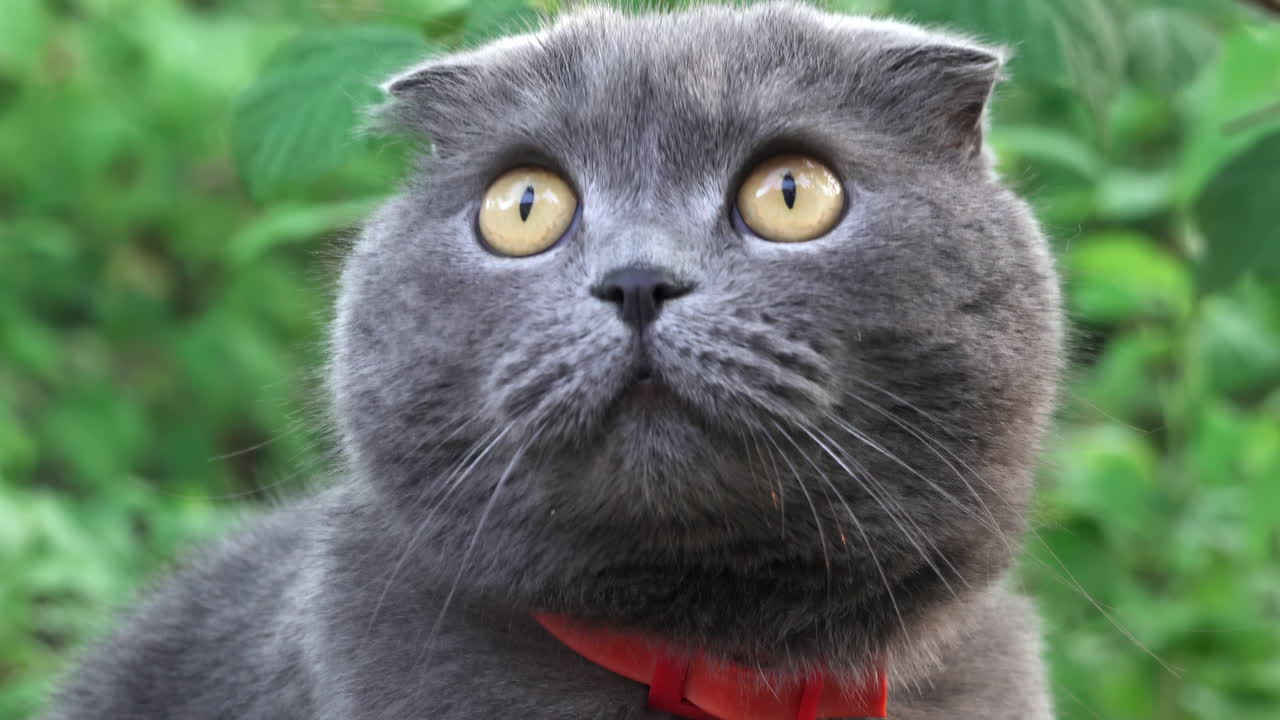Scottish Fold cat with orange eyes and a red collar looking around in a garden