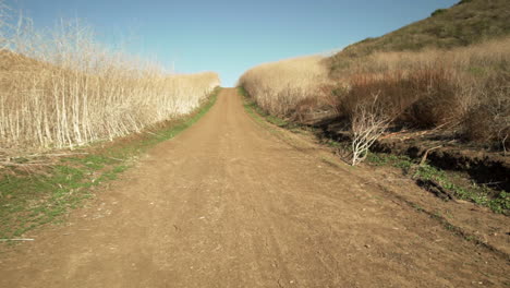 Perspective-shot-of-dead-brush-at-the-Crystal-Cove-park-in-Orange-County