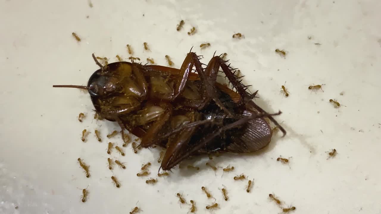 Red Ants Surround A Dead Cockroach - Close Up
