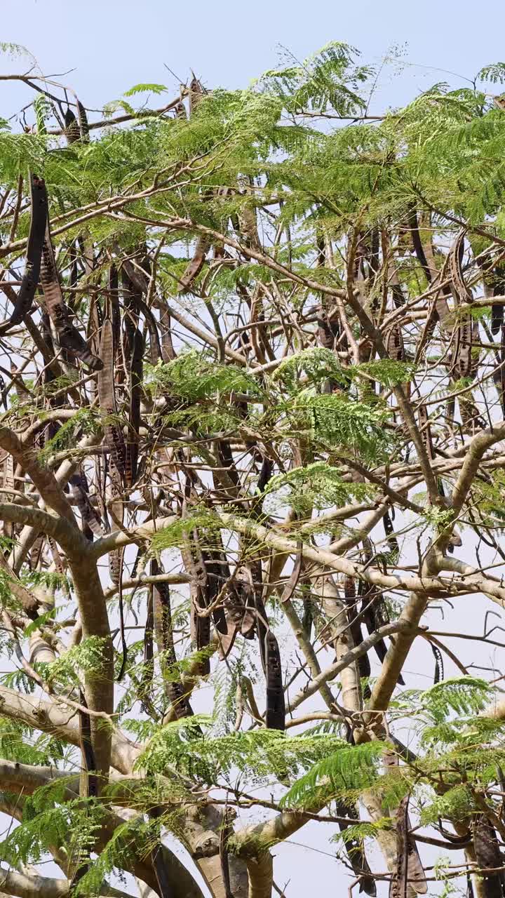 Foglie verdi e lunghi baccelli ondeggiano su un albero tropicale del monkey pod alla luce del giorno.