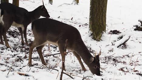 dos ciervos en barbecho pastando en la nieve,siendo alimentados por una mano,invierno