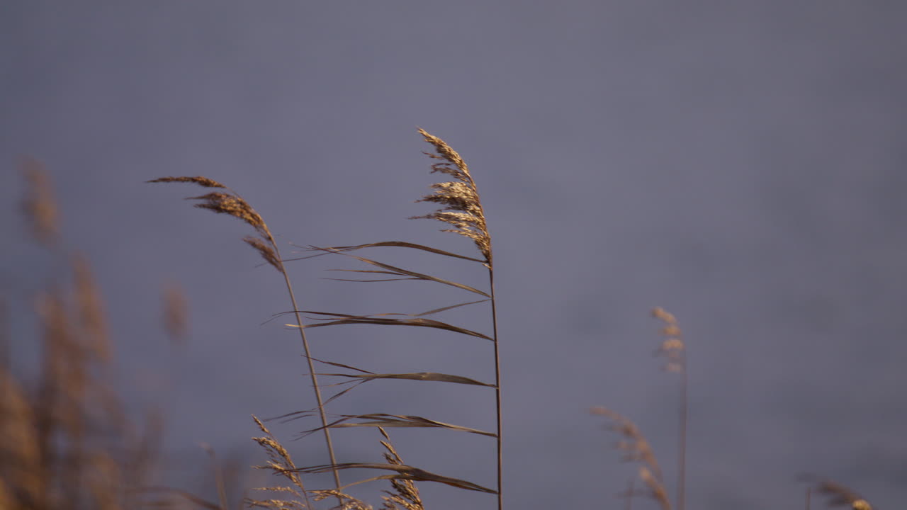 Canne comuni (Phragmites australis) che ondeggiano nella brezza ai margini della zona umida