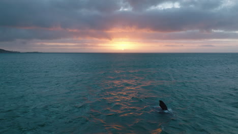 Amplia-Toma-Aérea-Panorámica-De-La-Superficie-Del-Agua-Ondulada-Y-El-Atardecer.-Ballena-Saliendo-A-La-Superficie-En-El-Mar.-Colorido-Cielo-Al-Atardecer-En-El-Fondo.