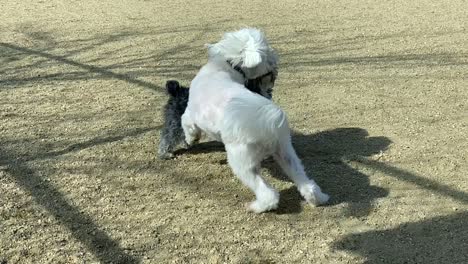 white maltese - shitzu dogs playing game together on park grass