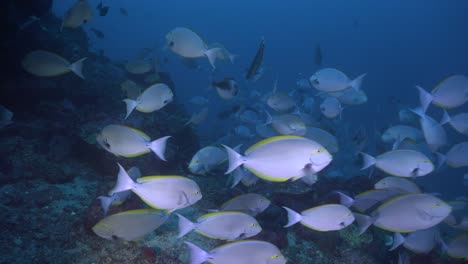 Pez-Cirujano-Pasando-De-Cerca-En-Arrecifes-De-Coral-Profundos