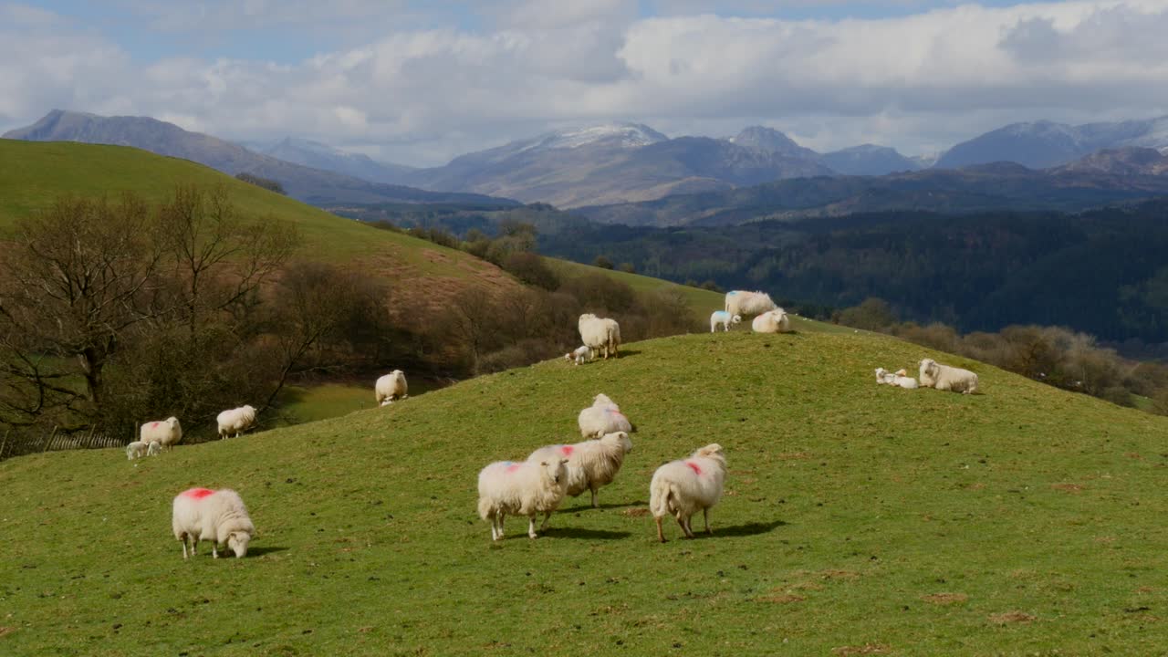 Pecore su una collina con montagne sullo sfondo, nel Galles del Nord, Regno Unito