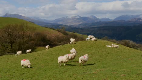 sheep on hill mound with mountains in the background, north wales in the uk