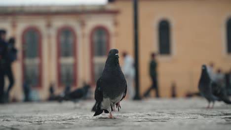 Domestic-Pigeon-Standing-On-One-Foot-In-The-Cathedral-Square-In-Daytime-In-San-Cristobal-De-Las-Casas,-Mexico