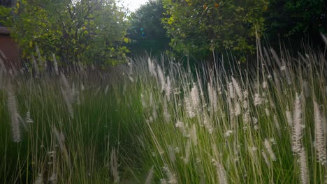 tranquil garden scene with tall grasses in marrakesh, morocco