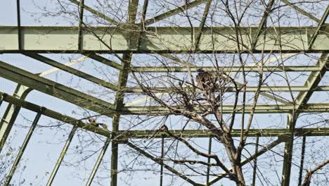 a-black-kite-is-flying-inside-an-aviary-at-Prague-Zoo,-Czech-Republic