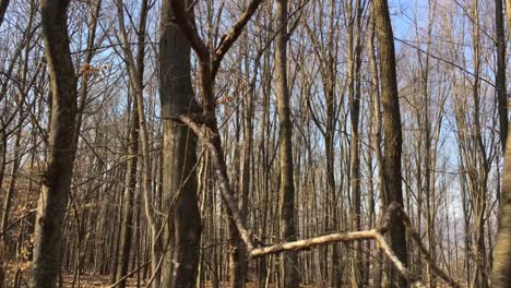 Walking-on-a-forest-road,-early-spring-season