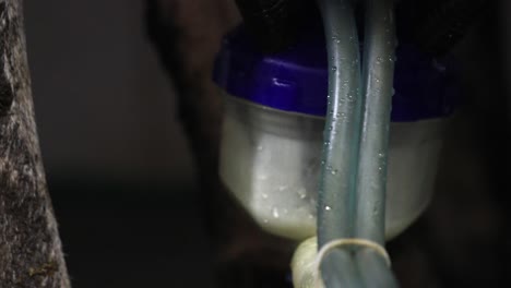 images of cows milked in the parlor
