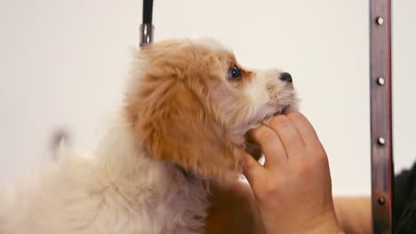 groomer examining the dog