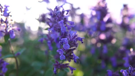 Slow-motion-flower-on-wind-and-very-close