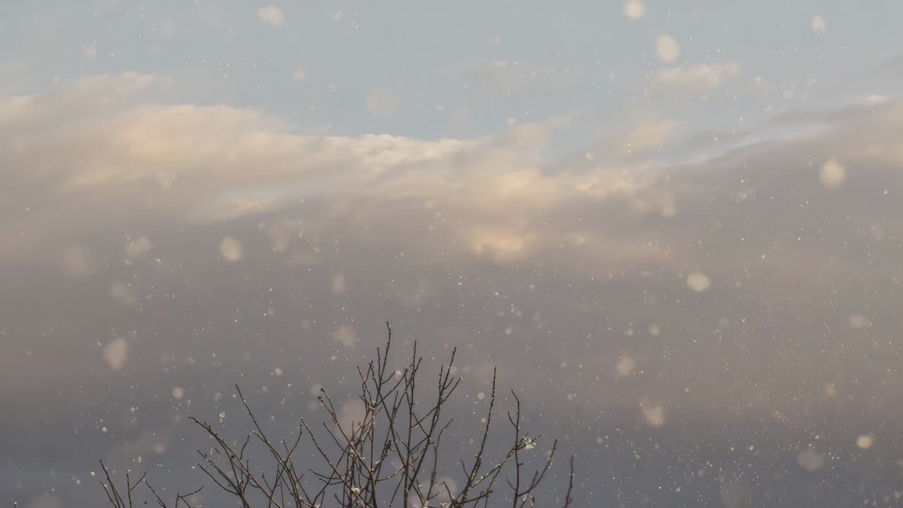 Falling snowflakes surrounding leafless tree drifting toward lens, horizon, cloud bank sending snow