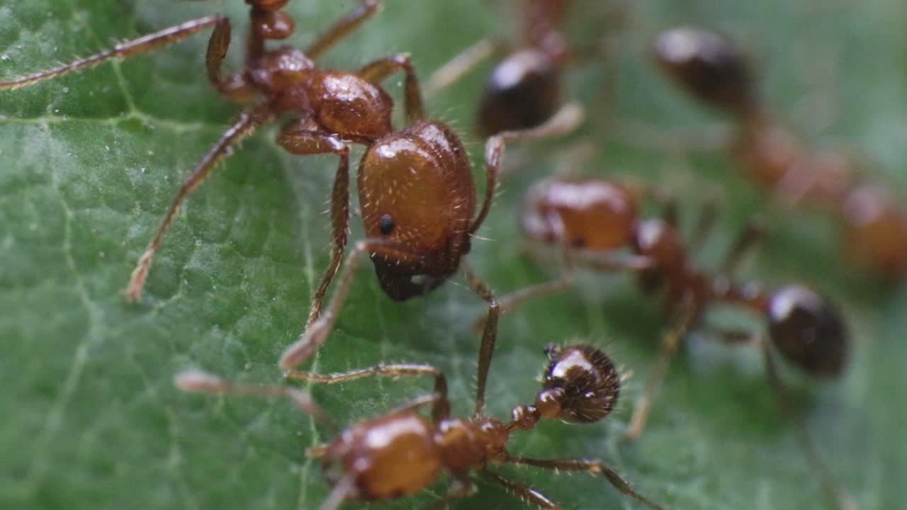 macro sobre la cabeza marrón cobre de la hormiga de fuego acercándose a una más pequeña sobre la superficie de la hoja verde 4k