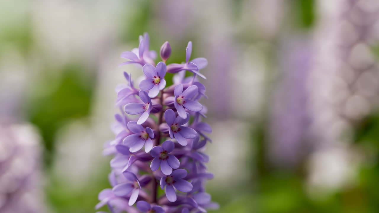 Nærbillede af en sart lilla orkidéblomst i fuld flor