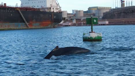 humpback whale swimming near a big docked ship on the coast of baja california
