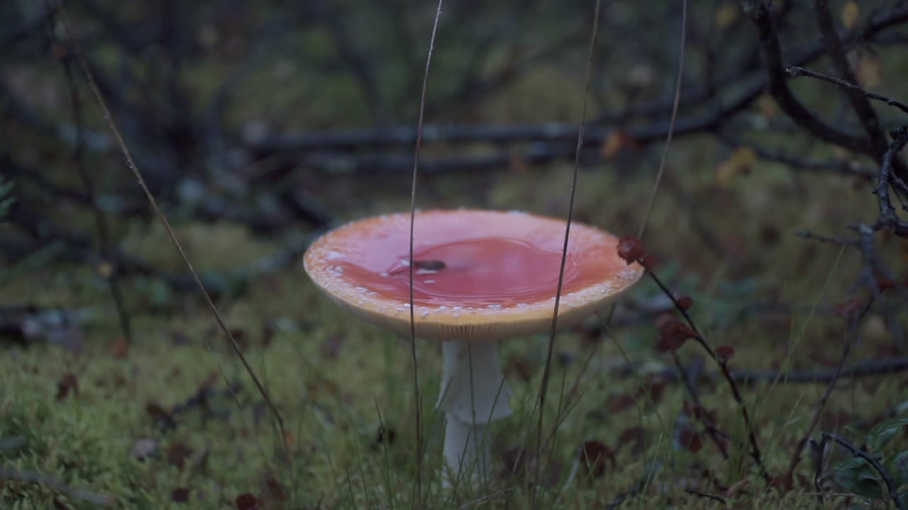 Poisonous Fly Agaric Mushroom in Forest