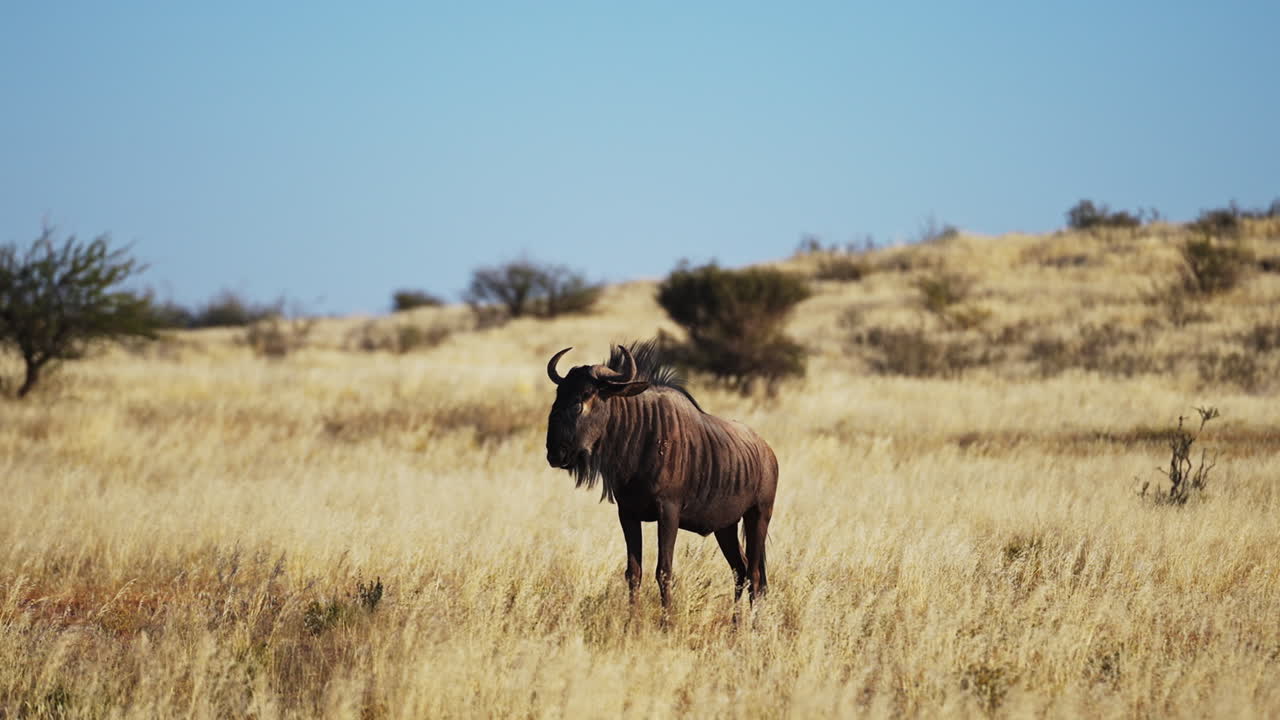 A lone wildebeest standing in the tall golden grass of the Kalahari Desert, Namibia. The animal looks alert under the harsh African sun, surrounded by dry savanna vegetation