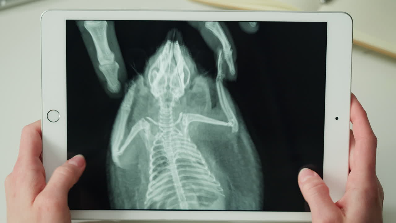 X-ray of a bird on a tablet