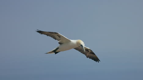 Gannet-Norteño-En-Vuelo-Con-Un-Fondo-De-Cielo-Azul-En-Ile-Bonaventure-En-Percé,-Québec,-Canadá