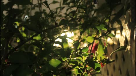 la luz solar se filtra a través del follaje