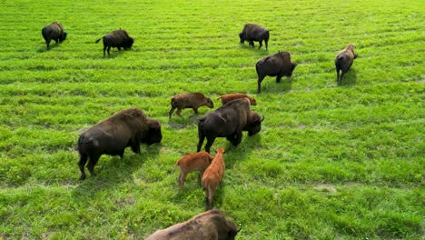 Aerial-view-of-young-buffalo-calves-grazing-with-adults-in-green-pasture