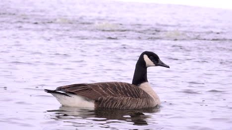 ganada goose swiming on a frozen lake