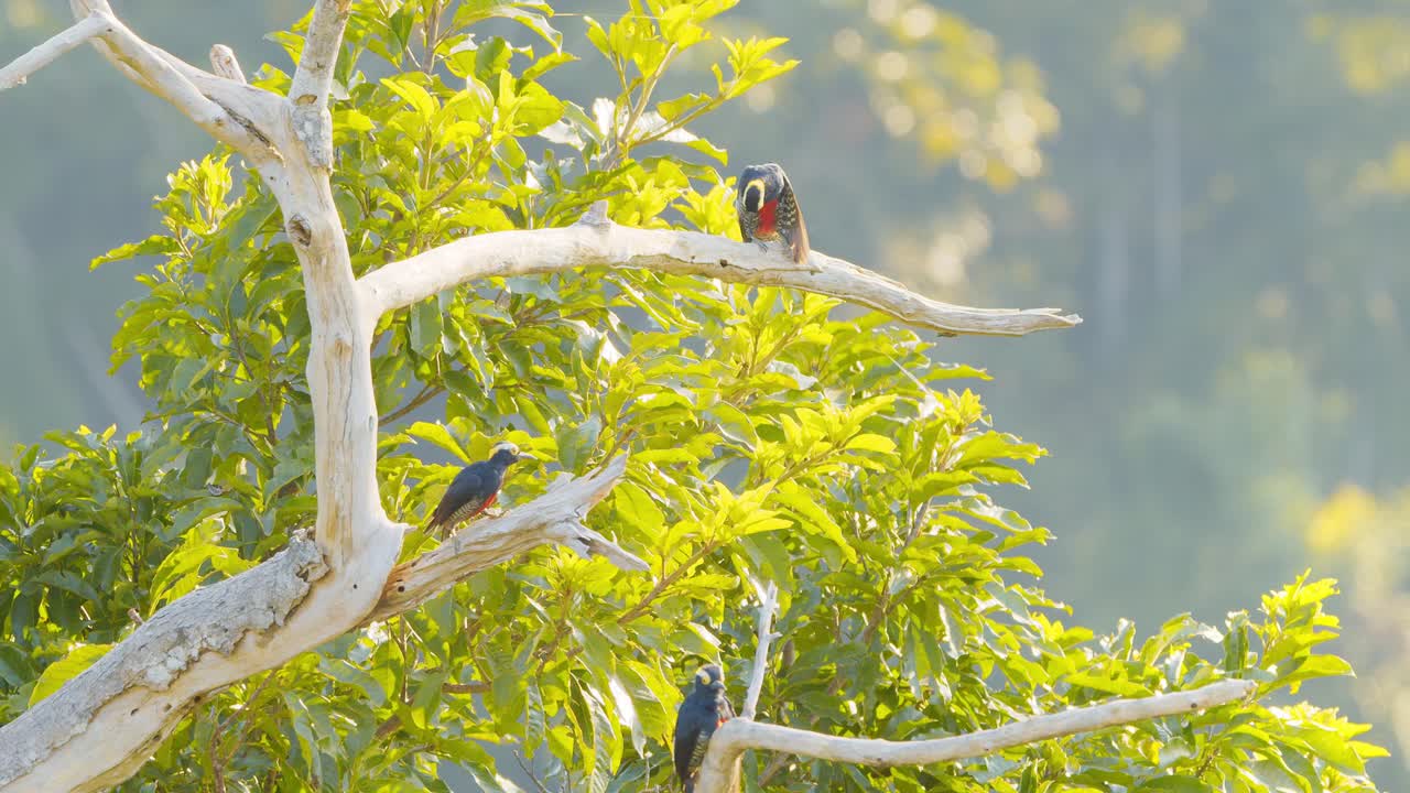familia de pájaros carpinteros amarillos se alimentan y se acicalan en el dosel del bosque amazónico en la hermosa luz de la mañana