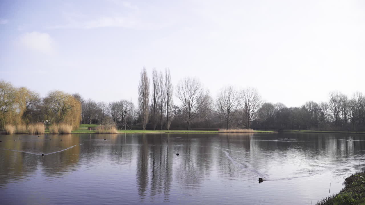 봄의 색과 오리가 물에서 수영하는 화창한 겨울날 네덜란드의 아름다운 공원