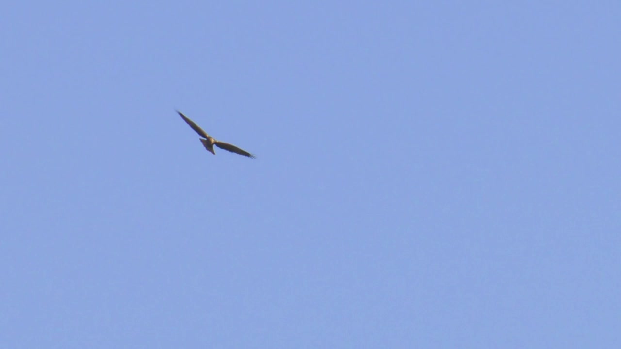 Rohrweihe (Circus aeruginosus) schwebt am blauen Himmel, Spanien, Zeitlupe.