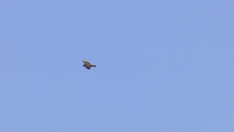 Marsh-harrier-Circus-aeruginosus-soaring-in-blue-sky,-spain,-slow-motion