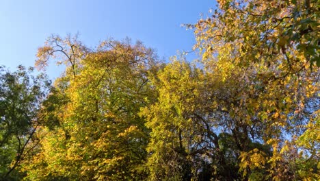 hojas de otoño coloridas bajo un cielo azul claro