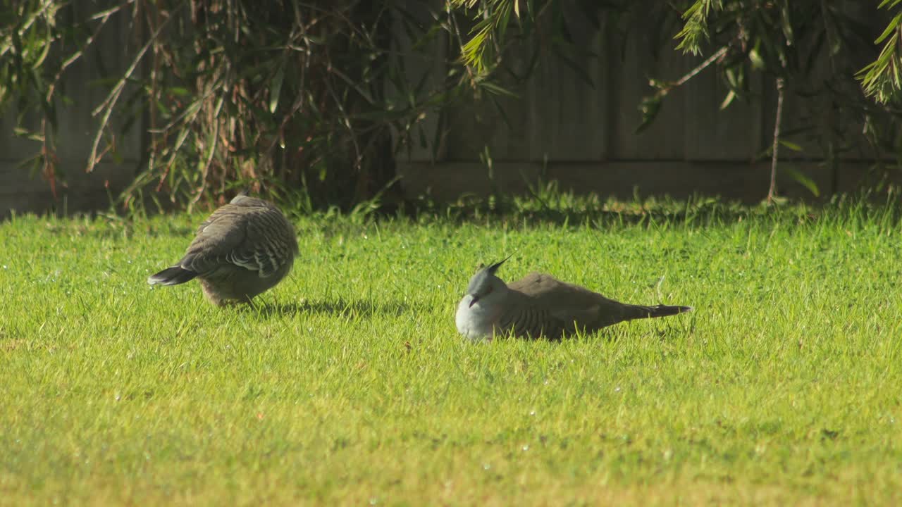 Two Crested Pigeons Sitting Foraging Pecking At Grass Garden Cleaning Grooming Themselves Sunny Daytime Australia, Victoria, Maffra, Gippsland