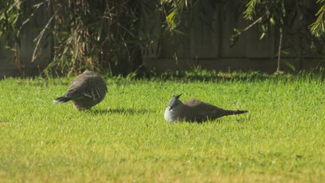 two crested pigeons sitting foraging pecking at grass garden cleaning grooming themselves sunny daytime australia, victoria, maffra, gippsland