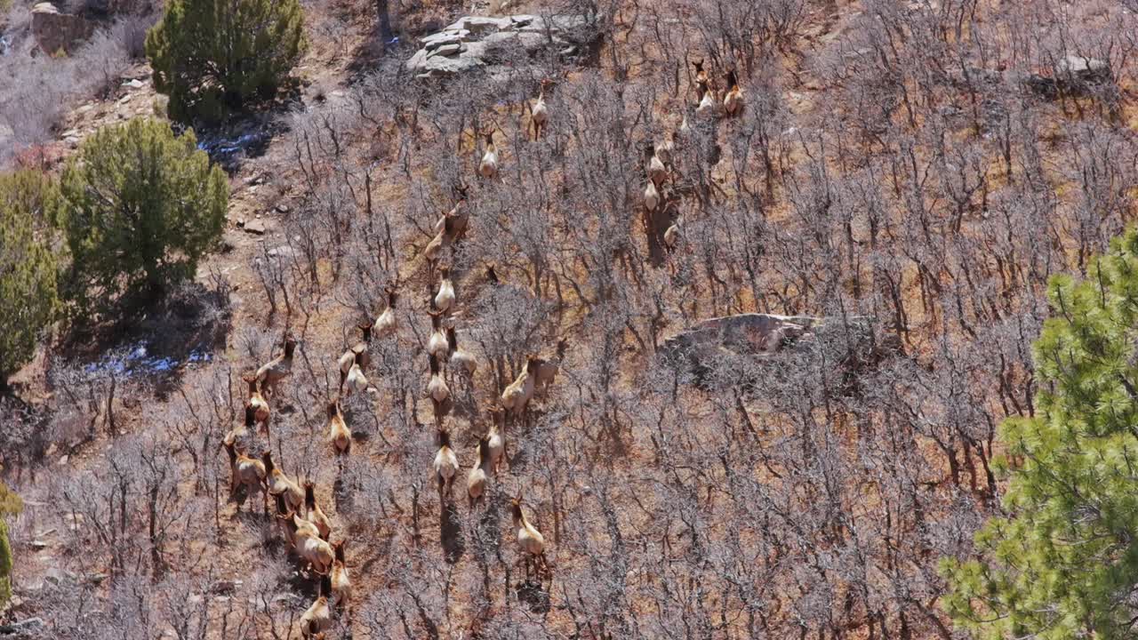 A large herd of elk treks through dormant brush and scattered pine trees on a rocky hillside. This cinematic footage highlights the natural big game habitat of the American West