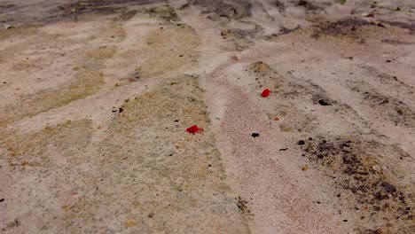 Red-or-true-velvet-mites,-trombidiidae,-rain-bug-crawling-in-slowmo-static-shot-in-Gambia