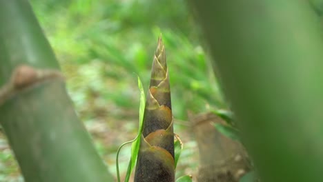 at the beginning of monsoon, new bamboo trees are growing in the forest