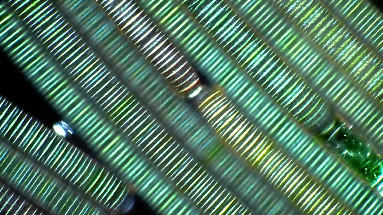 Microscopic View of Iridescent Green Striped Pattern