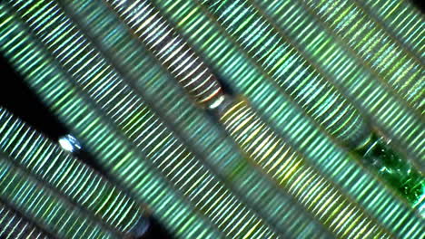 microscopic view of iridescent green striped pattern