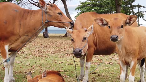 herd of cattles lick and love each other, mothers and babies, slow motion in bali indonesia, fields and sea landscape