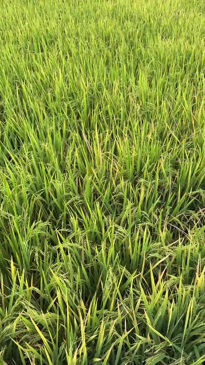 Risaia verde e rigogliosa che ondeggia al vento