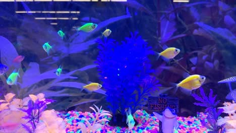 Various-colorful-tropical-fish-floating-peacefully