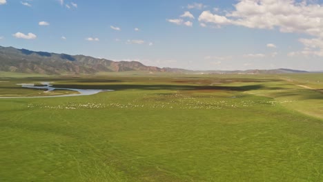 bayinbuluke grassland and black head sheep in a sunny day.