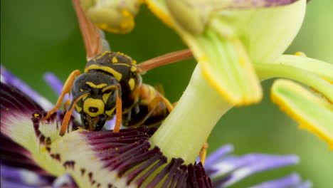 la abeja o la avispa polinizando la flor de la pasión púrpura