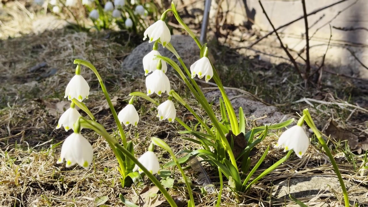 Gruppo di bucaneve in fiore che crescono nel terreno secco di un giardino primaverile all'aperto, ripresa media in slow motion con tilt up.