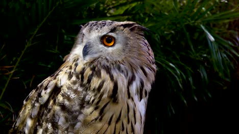 beautiful eurasian eagle owl portrait