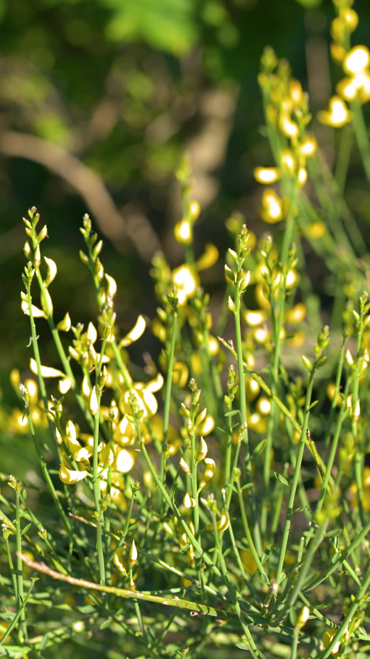 Primo piano di fiori gialli di ginestra che ondeggiano delicatamente sotto la luce intensa del sole con sfondo sfocato.